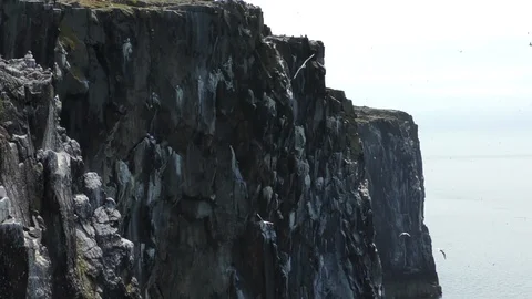 Nesting birds scottish rock face Vídeos de archivo 101663775