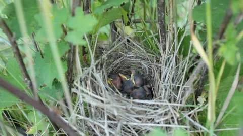 Nesting birdsChicks in the nest Stock Footage 63127845