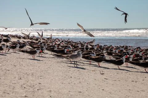 Nesting black skimmer terns Rynchops niger on the white sands Stock Photos