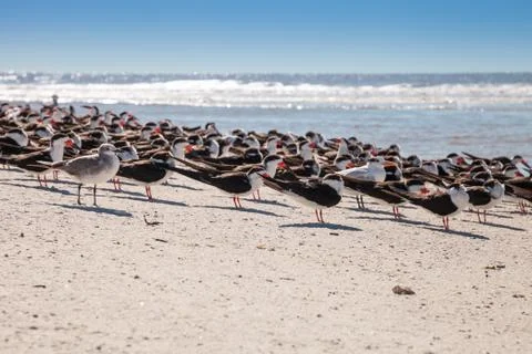 Nesting black skimmer terns Rynchops niger on the white sands Stock Photos