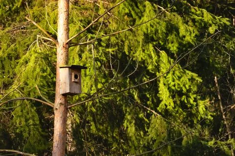 Nesting box for birds in the park. Stock Photos