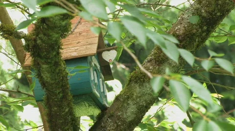 Nesting box Stock Footage 125545