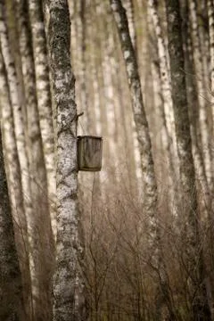 Nesting box in the forest Stockfoto's