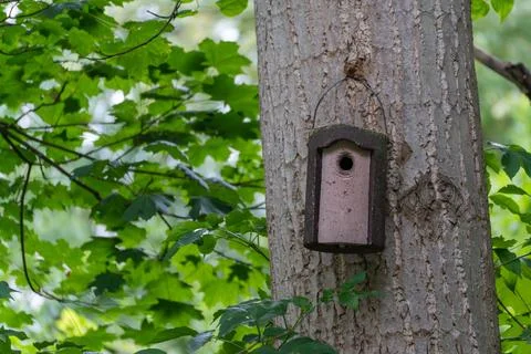 A nesting box hangs from a tree trunk in a green deciduous forest. Stock Photos