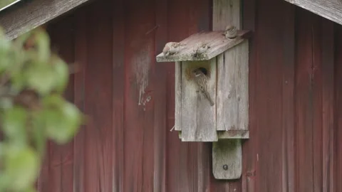 Nesting Box on house facade with Tree Sparrow Family with Juvenile Birds Stock Footage 346697886
