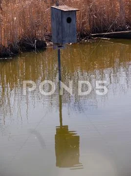 Nesting Box in a Marsh Stock Photos