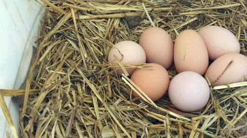 Nesting box with organic eggs Stock Footage 127106421