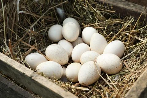 Nesting box with pile of white turkey eggs Stock Photos