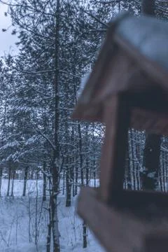 Nesting box pine forest Stock Photos