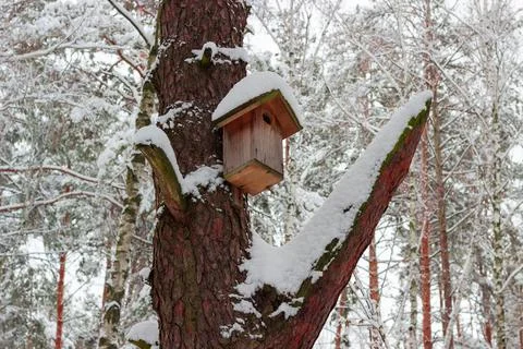 Nesting box on pine trunk in winter forest after snowfall Stock Photos