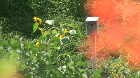 Nesting box through geranium Stock Footage 801886