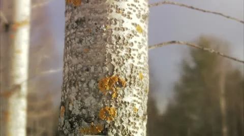 A nesting box in a tree Stock Footage 11333354