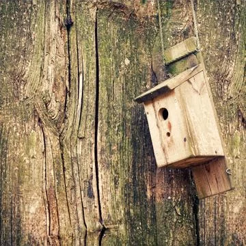 Nesting Box on a tree Foto stock