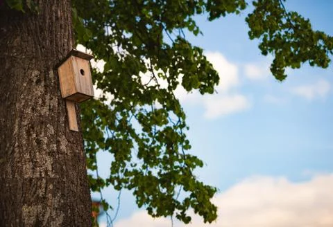 Nesting box on tree in spring forest Stock Photos