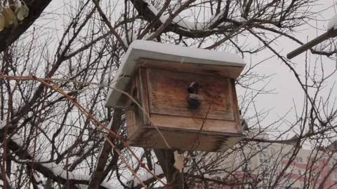 Nesting box in wintertime Stock Footage 90018949