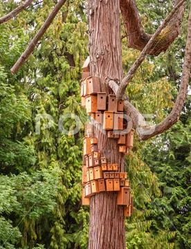Nesting boxed crowded on cedar tree body. City of birdhouses on tree trunk Stock Photos