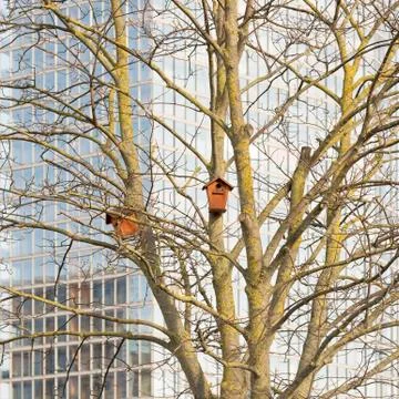 Nesting boxes on a tree Stock Photos