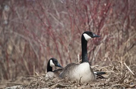 Nesting Canada Geese Stock Photos