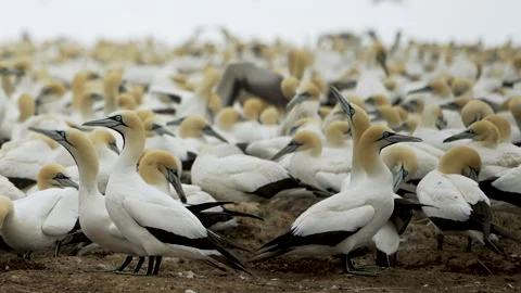 Nesting Cape Gannets Packed Tightly on Algoa Bay Colony Stock Footage 342870019