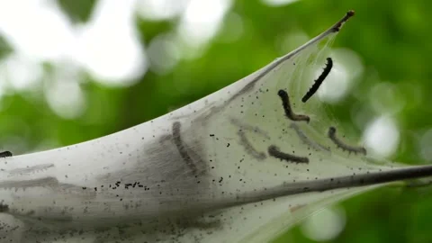 Nesting Caterpillers Stock Footage 295239177