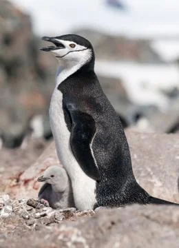 Nesting Chinstrap Penguin with chick Stock Photos