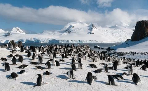 Nesting Chinstrap Penguin colony Stock Photos