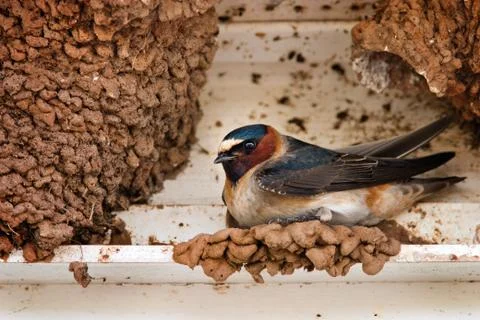 Nesting cliff swallow - Amherst Point, Nova Scotia 스톡 사진