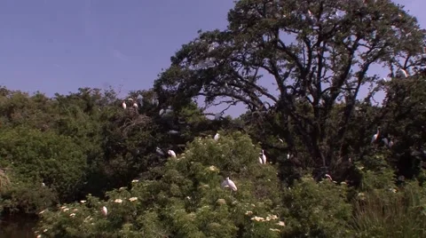 Nesting colony 動画素材 41718896