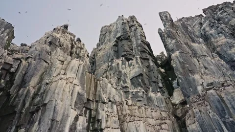 Nesting colony of Thick-billed murre or Brünnich's guillemot (Uria lomvia) Vidéo 345012585