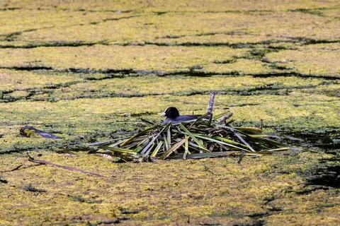 Nesting coot. Close up portrait of Black Eurasian coot Fulica atra. Bird on.. Stock Photos