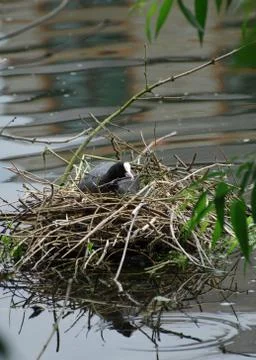 Nesting Coot Stock Photos