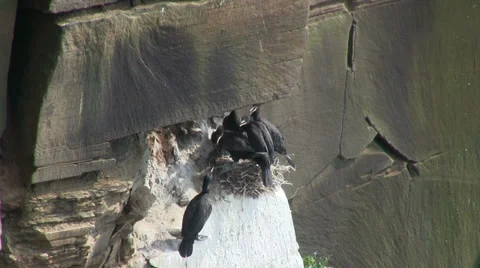 Nesting Cormorants 動画素材 28304460