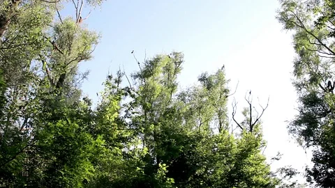 Nesting of cormorants Stock Footage 98258647