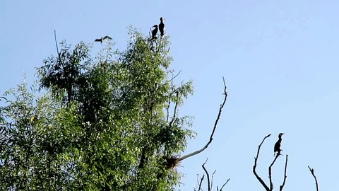 Nesting of cormorants Stock Footage 99249752