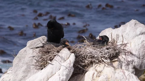 Nesting Crowned Cormorants Above the Kelp-Covered Sea Stock Footage 308713133