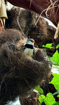 Nesting Diamond Bird Stock Photos