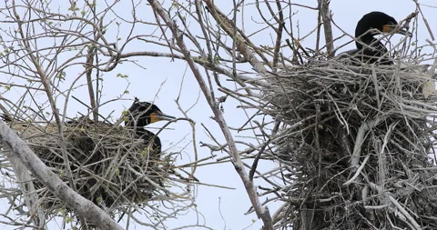 Nesting Double-crested Cormorant, Phalacrocorax auritus, exclusive 4K Stock Footage 171773311