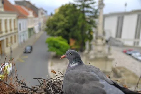 Nesting doves. View of a pigeon nesting on a window sill. Life of birds of prey Fotos de archivo