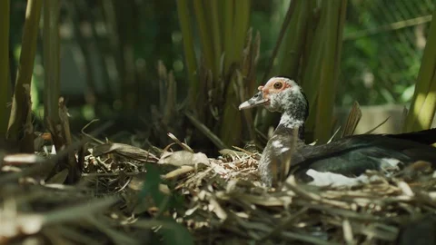 Nesting Duck Slide 4k Stock Footage 92808573