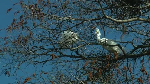 Nesting egrets Stock Footage 11092746
