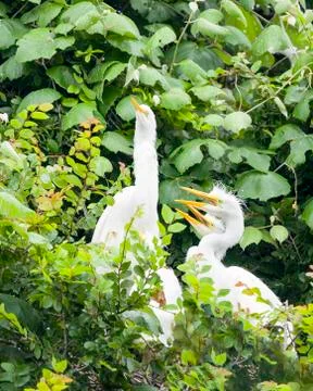 Nesting Egrets Stock Photos