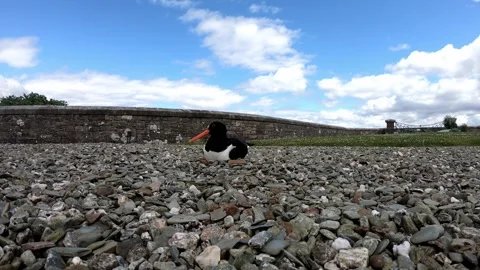 Nesting Eurasian Oystercatcher Walks Away from Eggs, 4K Stock Footage 277731917