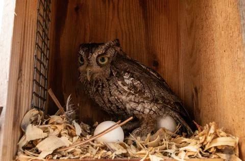 Nesting female eastern screech owl Megascops asio with eggs in a nest box Stock Photos