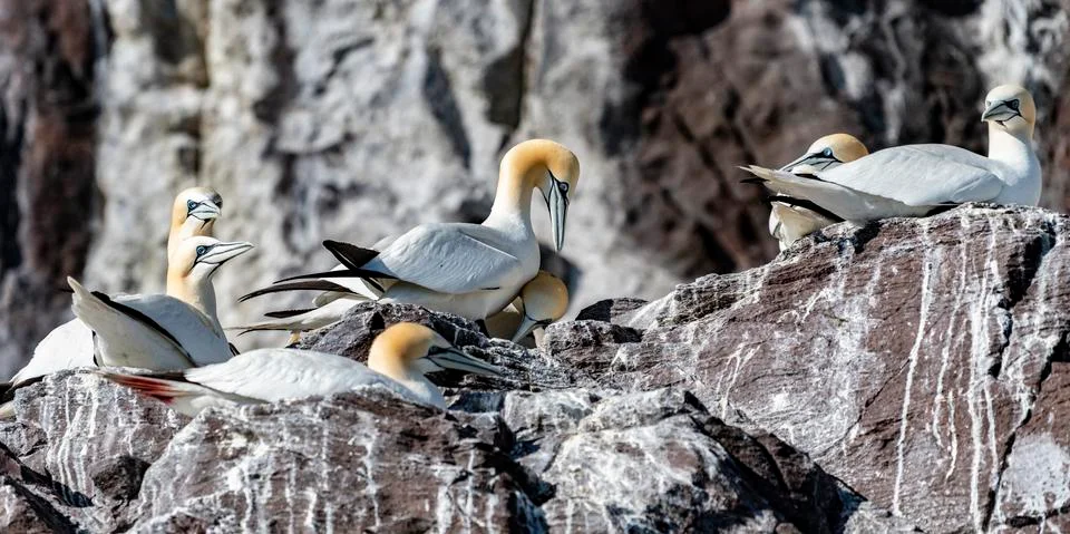 Nesting Gannets Foto stock