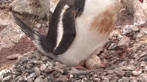 Nesting Gentoo Penguin Stock Footage 170357878