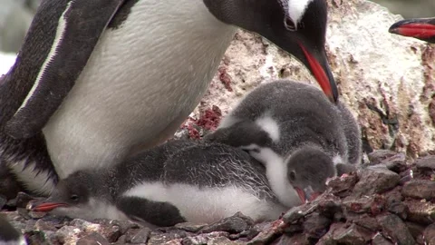 Nesting Gentoo Penguin Stock Footage 170357895