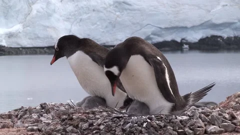 Nesting Gentoo Penguin Stock Footage 170357924