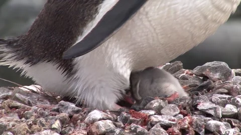 Nesting Gentoo Penguin Stock Footage 170357928