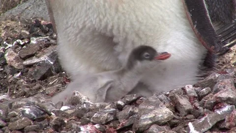 Nesting Gentoo Penguin Video stock 170357942