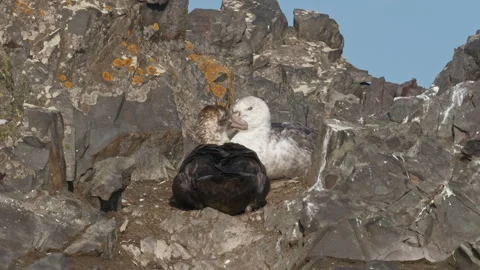 Nesting giant petrels among exposed rocks in Antarctica Stock-Footage 343122714